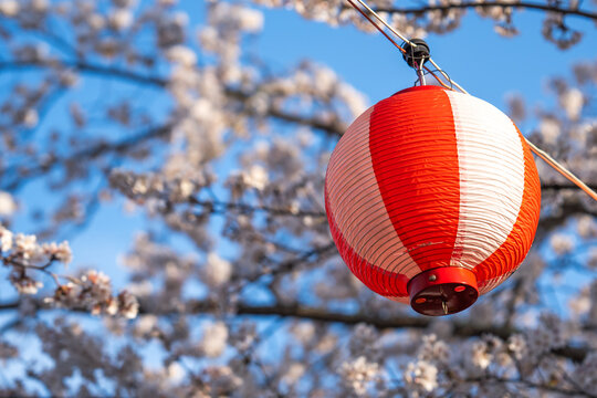 Japanese Red Lantern Hanging Among Sakura Blossoms During Spring Hanami Festival in Japan, Traditional Paper Decoration with Cherry Flowers, Blue Sky Background, Cultural Travel Scenic Photography