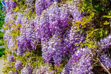 Obraz premium Wisteria vines grow along a sunny wall in a garden during springtime displaying clusters of purple blooms