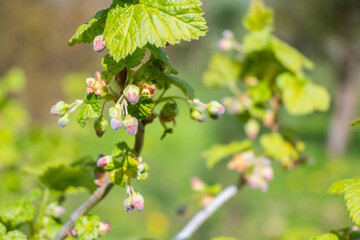 Fototapeta premium Flower buds on a blackcurrant are beginning to bloom in a garden on a sunny day in spring, showing signs of new growth and life