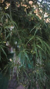 Green Laceleaf Japanese Maple Branches Swaying in Soft Light