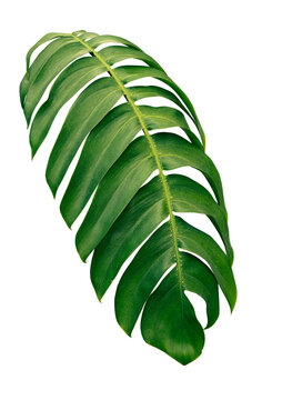 Monstera leaf isolated on white background, Tropical foliage with elegant curved form and natural green texture.