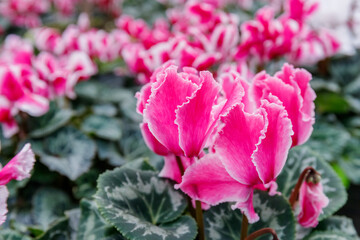 Fototapeta premium Cyclamen flowers in a garden setting during the day showing vibrant colors and lush green leaves