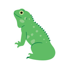 Fototapeta premium Green iguana sitting up straight looks forward on a white background