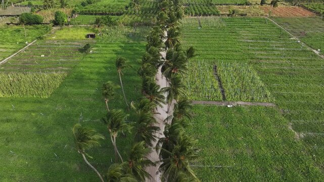 Aerial view of a straight path lined with palm trees through lush green agricultural fields in Thoddoo, Alif Alif Atoll, Maldives.