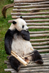 Fototapeta premium Giant Panda Sitting on Wooden Platform Eating Bamboo in Natural Habitat