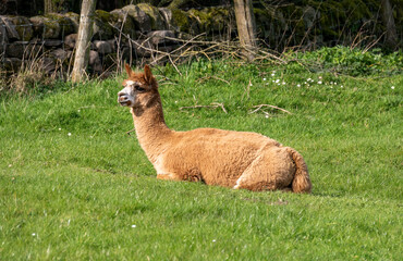 Fototapeta premium A brown alpaca lying down on the grass