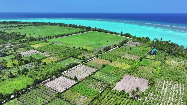 Aerial view of lush agricultural fields and tropical plantations bordered by palm trees and turquoise ocean water Thoddoo, Alif Alif Atoll, Maldives.