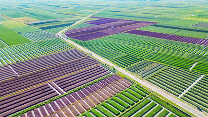Naklejka premium Aerial View of Colorful Geometric Agricultural Fields and Rural Road