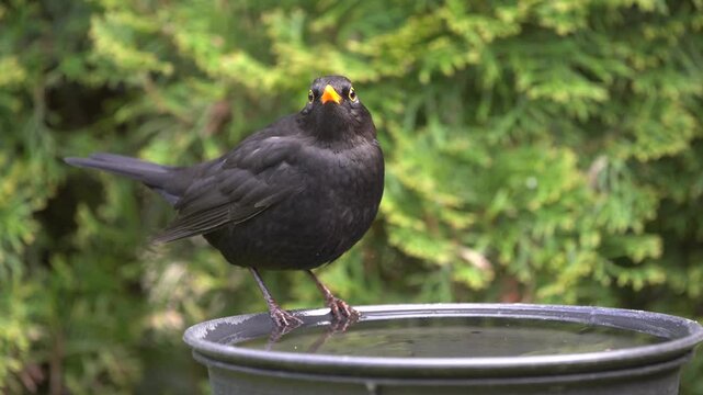 blackbird at the birdbath in the garden