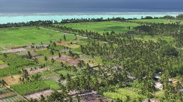 Aerial view of lush agricultural plantations and dense palm groves bordering the turquoise ocean on the island, Thoddoo, Alif Alif Atoll, Maldives.