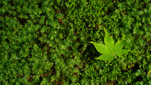 タイトル（日本語）

苔の上に落ちた青もみじの葉 日本の自然背景素材

Title (English)

Fresh green maple leaf on moss background in Japan