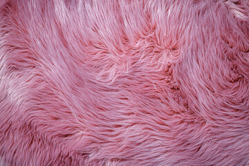 Fototapeta premium Soft pink fur texture close up showing long fibers and variations of shade at midday light