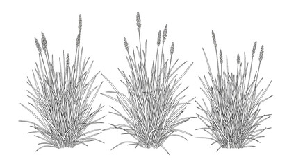 Obraz premium 2D CAD illustration of three cattail plants in a row