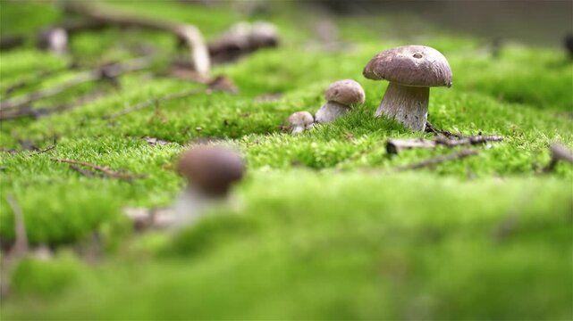Boletus Mushroom Growing on Moss in Forest
