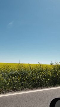 View from a moving car of blooming rapeseed fields under a blue spring sky in Vojvodina, Serbia. Concept of rural travel, agriculture, seasonal landscape and countryside freedom