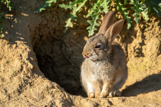 conejo europeo o conejo de monte (Oryctolagus cuniculus)
