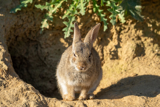 conejo europeo o conejo de monte (Oryctolagus cuniculus)