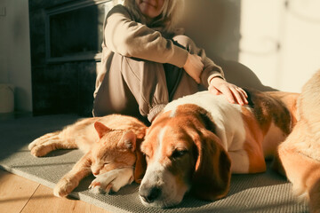 Plakat Group of Pets Resting Together with Owner at Home, German Shepherd, Beagle, and Ginger Cat Lying on Floor in Warm Sunlight