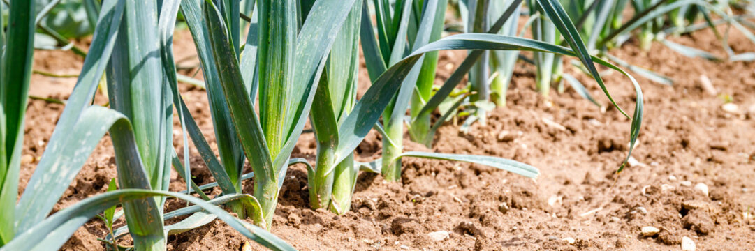 Leeks grow in a field under the sun with soil showing around the plants during the day