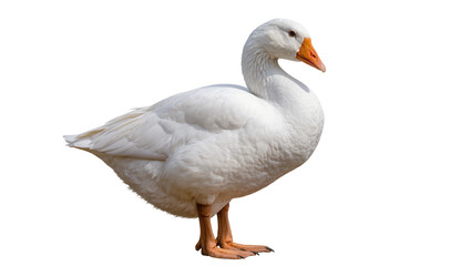 White domestic goose with orange beak and feet, isolated on transparent background © Lukas
