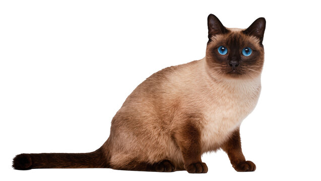 Siamese cat with bright blue eyes sitting attentively, isolated on transparent background