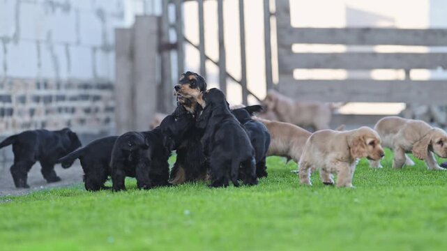 Funny and cute puppies running around their mother dog, playful 4K slow motion