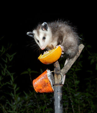 Young Virginia opossum (Didelphis virginiana) visiting at night an orange bird feeder set for orioles and tanagers, Galoveston, texas, USA.
