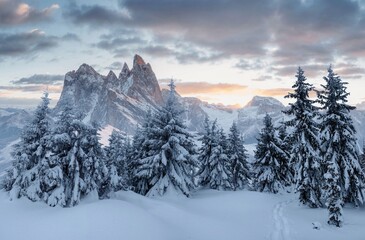 Naklejka premium Colorful winter panorama in the Alpine Dolomites. Fir trees covered in fresh snow on a frosty morning shine in the first rays of the sun.