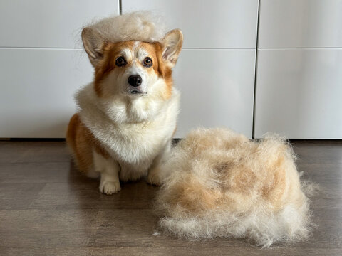 Corgi sitting calmly beside pile of fur, wearing small fur hat