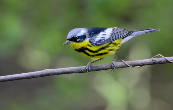 magnolia warbler (Setophaga magnolia) during spring migration, Galveston, texas, USA.