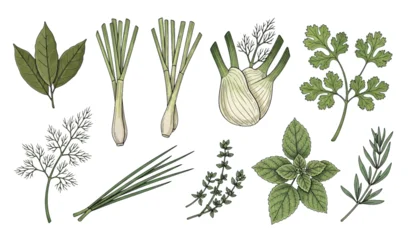 Hand drawn culinary herb collection with bay leaf lemongrass dill and cilantro botanical vector illustration © Prodip