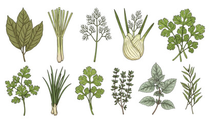 Culinary herb icon set with hand drawn botanical seasoning plants in clean vector illustration style © Prodip