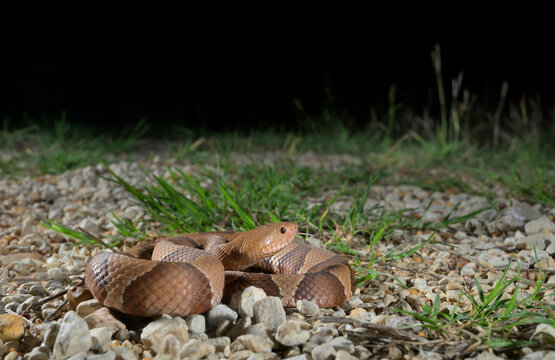 Broad-banded copperhead snake (Agkistrodon laticinctus) in rocky prairie at night, Bastrop County, Texas, USA.