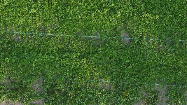 Aerial view of lush green agricultural fields with irrigation lines and dense tropical vegetation in Thoddoo, Alif Alif Atoll, Maldives.