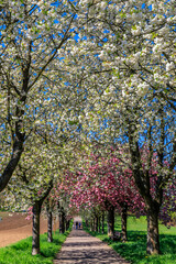 Fototapeta premium Spring flowers bloom along a path in a park with people walking under trees