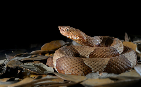 Broad-banded copperhead snake (Agkistrodon laticinctus) close-up on the ground in dry leaves, Bastrop County, Texas, USA.