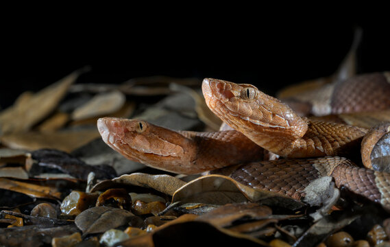 Two Broad-banded copperhead snakes (Agkistrodon laticinctus) lclose-up on the ground in dry leaves, Bastrop County, Texas, USA.