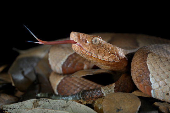 Broad-banded copperhead snake (Agkistrodon laticinctus) close-up on the ground in dry leaves, with tongue extended, Bastrop County, Texas, USA.
