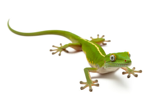 Green gecko lizard isolated on white background
