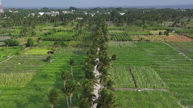 Aerial view of lush agricultural fields and palm trees on a tropical island in Thoddoo, Alif Alif Atoll, Maldives.