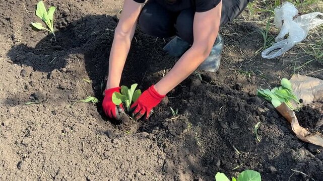 Person plants young seedlings into soil. Wears red gloves and cap. Kneels beside rows of green plants. Dirt and small rocks visible. Sunlight casts shadows.