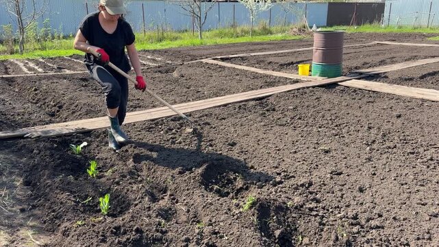 Gardener hoes soil around small sprouts in a neat garden plot