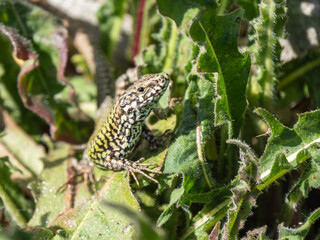Obraz premium A Wall Lizard at Shoreham