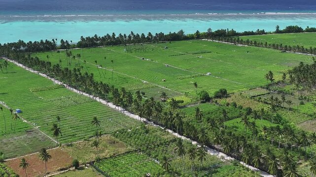 Aerial view of lush green agricultural fields and palm trees bordering the turquoise ocean in Thoddoo, Alif Alif Atoll, Maldives.