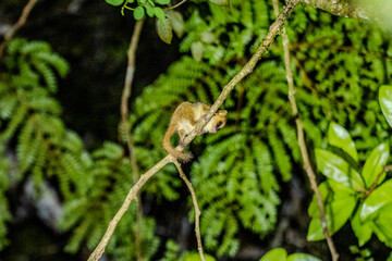 Mouse lemur perched on a thin branch in Andasibe © Emad Aljumah