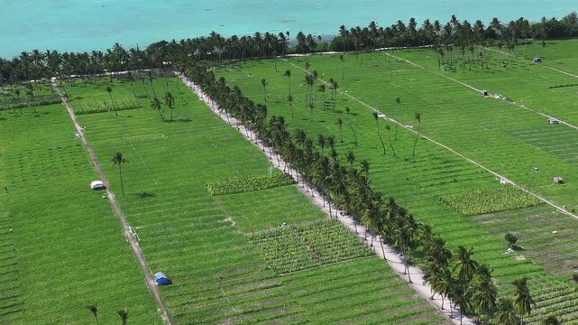 Aerial view of lush green agricultural fields and palm trees lining a dirt road on the tropical island of Thoddoo, Alif Alif Atoll, Maldives.