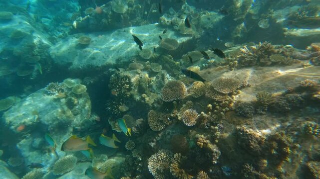 Diverse tropical fish swim through a healthy coral reef and granite rocks in the clear turquoise waters of Sunset Beach, Mahe, Seychelles.