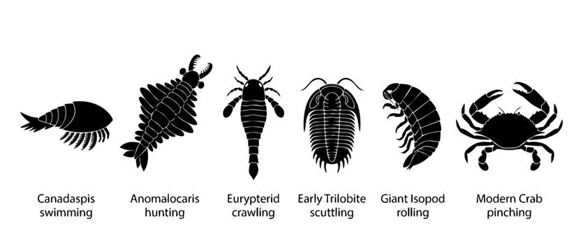 Prehistoric Marine Arthropod Evolution Chart: Anomalocaris, Trilobite, and Crab Icons. Set of six ancient and modern sea creatures showing aquatic arthropod development, morphology, and diversity on w