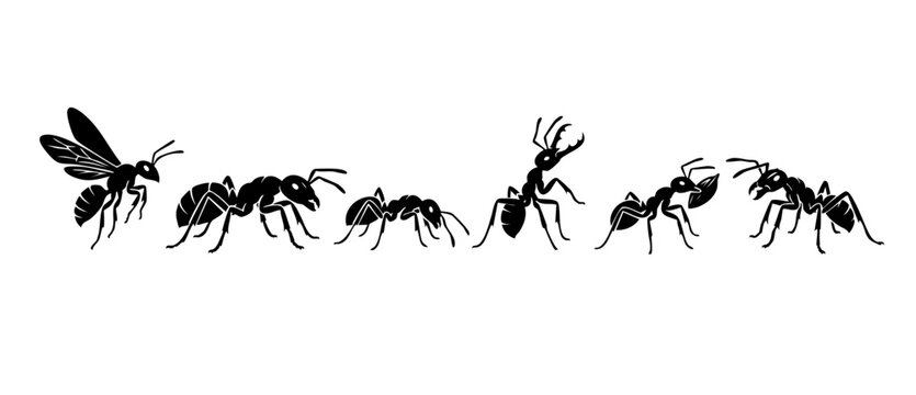 Ants silhouette collection vector set, isolated insects for design. Group of black ant icons with different poses, soldier ant and winged insect, simple minimalist graphic elements on white background