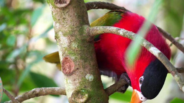 A Purple-bellied lory (Lorius hypoinochrous) moves around on a lichen-covered tree, foraging for food, close up shot.